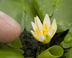 The garden also owned the smallest water-lily in the world. It was grown here to conserve from extinction. It was stolen from the Princess of Wales Co